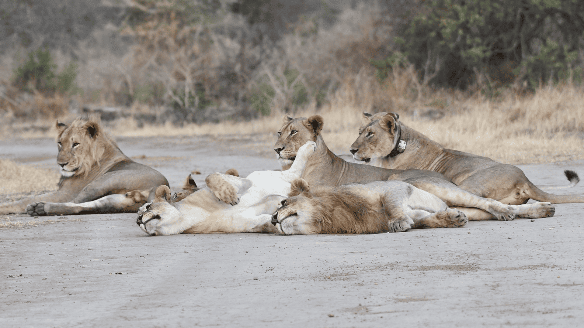 Akagera National Park