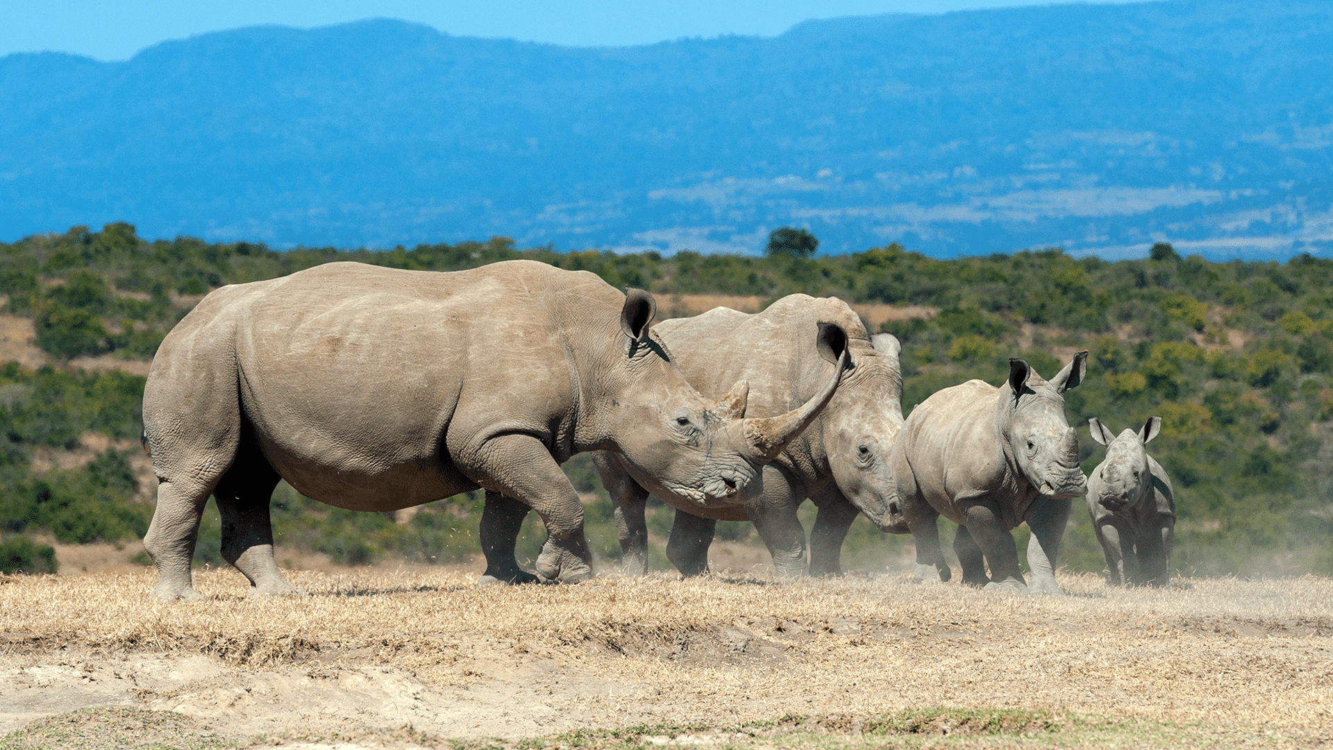 Akagera National Park